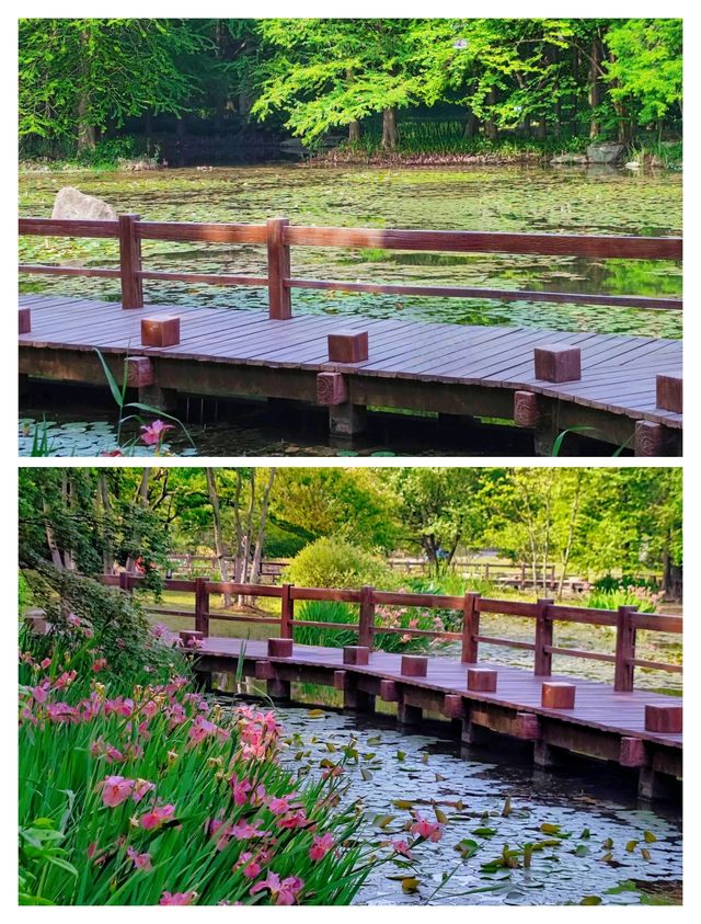 闖入杭州莫奈花園，邂逅鳶尾花海。