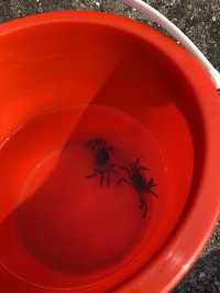 汕頭海邊摸蟹