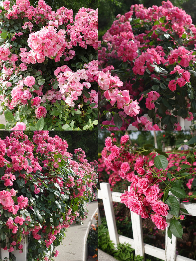 杭州都有屬於自己的「莫奈」花園！