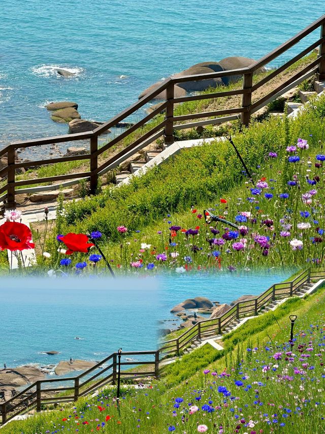 青島實況！！海邊的雛菊花海絕美！
