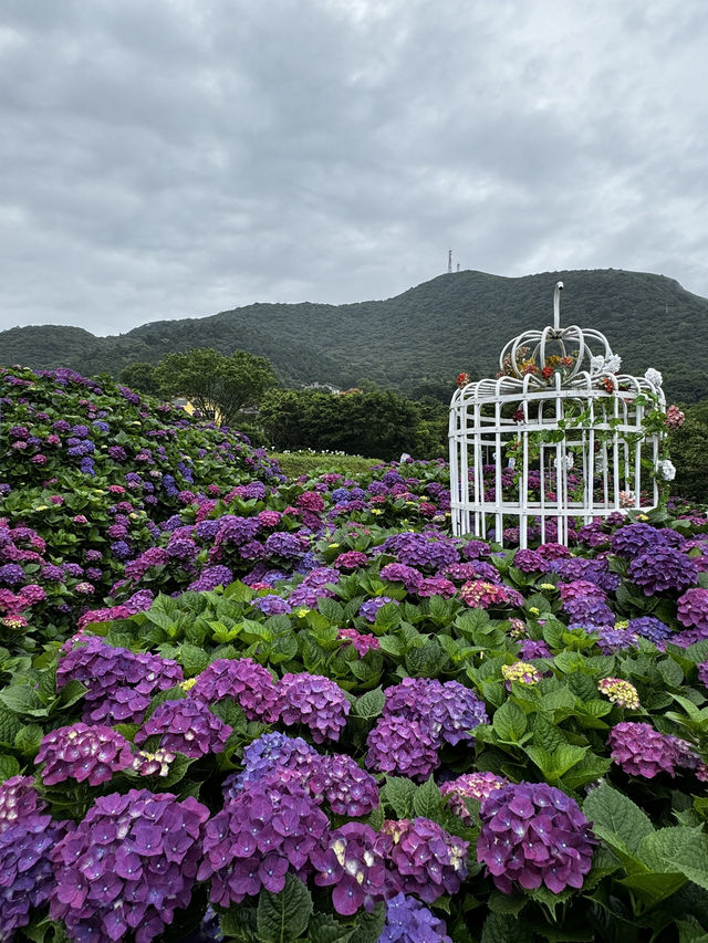 🌸 台灣散步｜陽明山·竹子湖｜山谷裡的繡球花