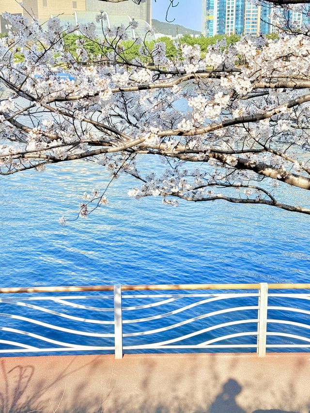 釜山嘅櫻花季就係人間理想