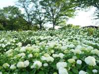 東京府中の繡球花夢境🌸