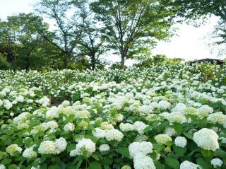 Hydrangea Dreamscape in Fuchu, Tokyo