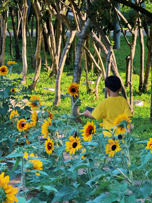 深圳福田的寶子們衝啊！🆕超近市中心的向日葵花海現身市民中心🌻不用遠赴郊區，地鐵直達就能擁抱整片金燦燦的浪漫！