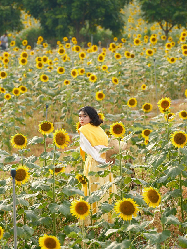 救命！深圳這片向日葵花海美到像走進梵高的畫布裡🌻光明歡樂田園的金色浪漫已開播，速來打卡！