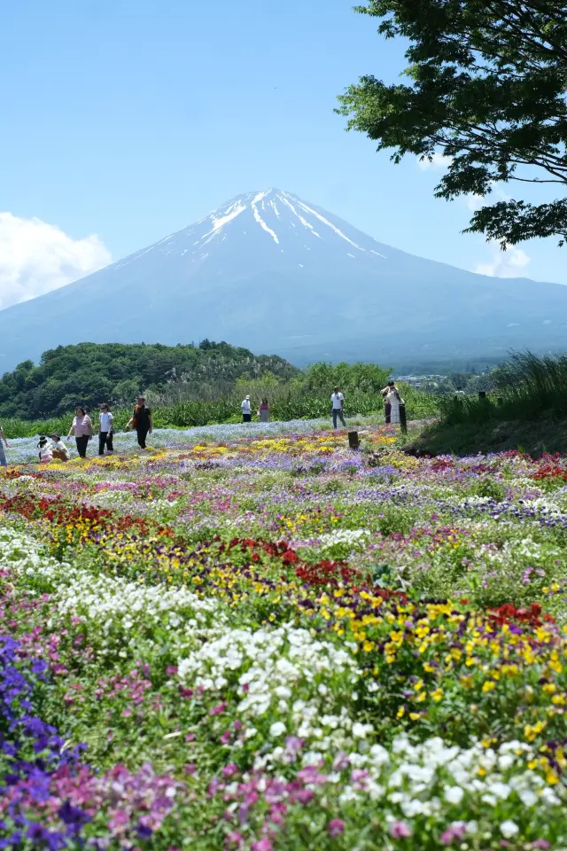 Japan | Lake Kawaguchi, Sunny Weather