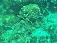 Unlock Paradise: Smart Visa Hacks for Your Koh Lipe & Semporna Snorkeling Adventure
