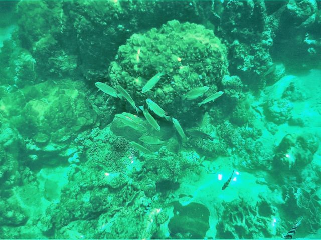 Unlock Paradise: Smart Visa Hacks for Your Koh Lipe & Semporna Snorkeling Adventure