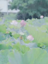 荷風醉客處，馬鳴入夢來