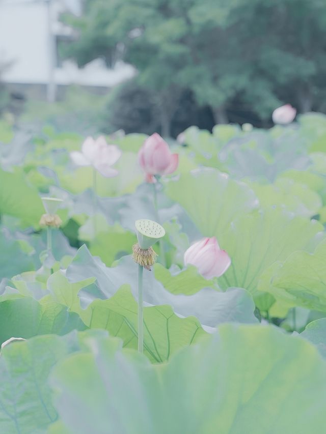 荷風醉客處，馬鳴入夢來
