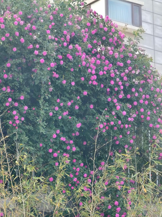 麗景海灣酒店是煙台最好的棲息地