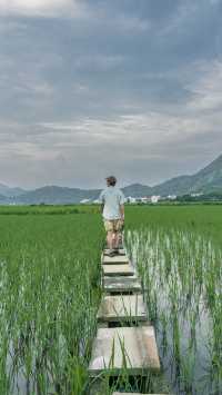 溫州拍照新熱點！平陽稻田嘅浪漫，藏喺夏日晚風裡