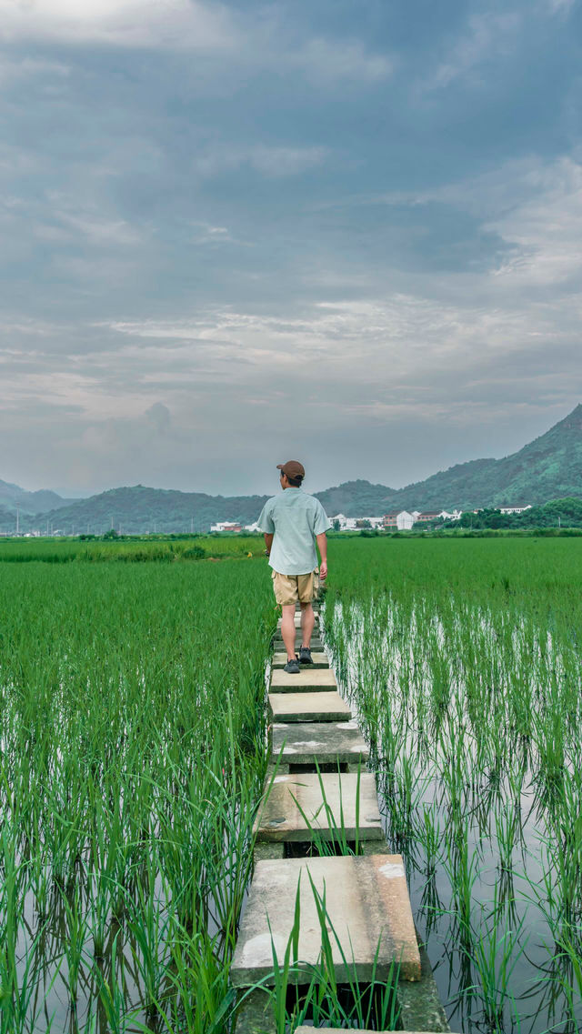 溫州拍照新熱點！平陽稻田嘅浪漫，藏喺夏日晚風裡