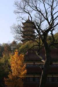 廬江爆紅鄉村自駕遊