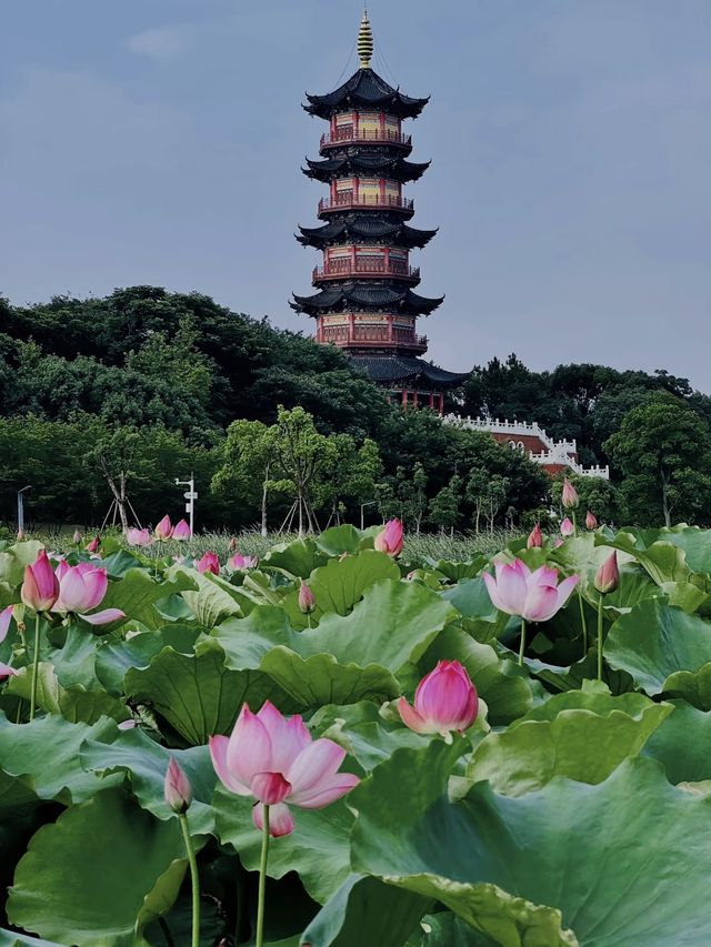南昌象湖濕地公園 | 夏日賞荷指南