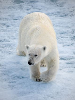 So Lucky! Spotted 20 Polar Bears in Svalbard
