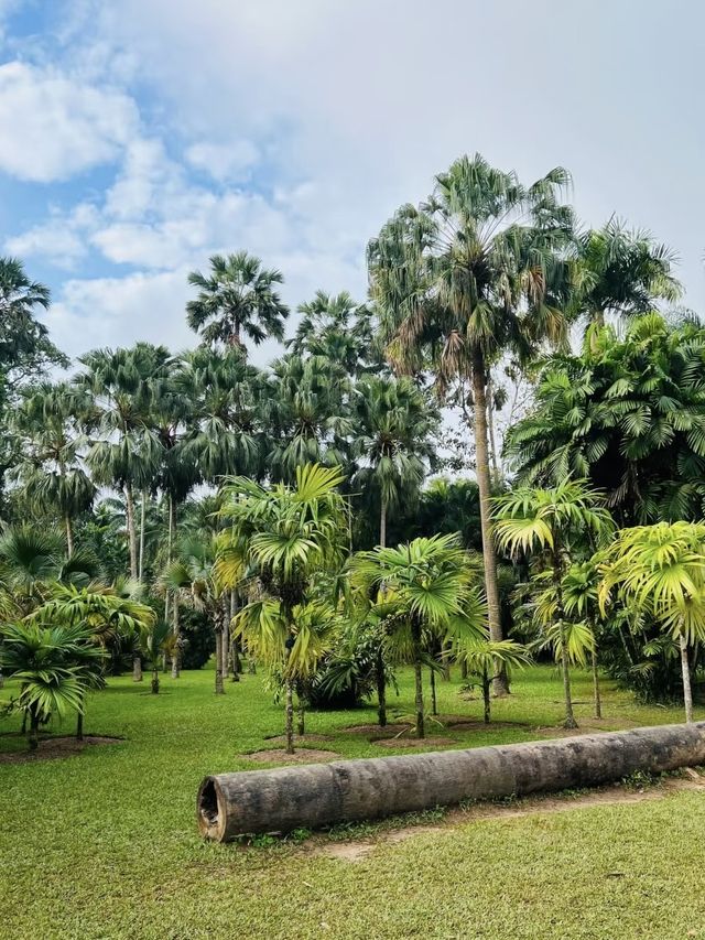 西雙版納｜在中科植物園假裝熱帶冒險家