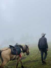 洱源高山露營絕美地