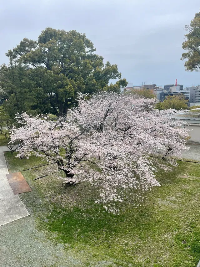 櫻花難民在九州找到了驚喜
