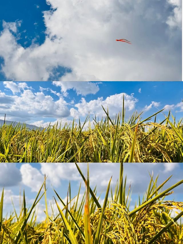 昆明油菜花海打卡地