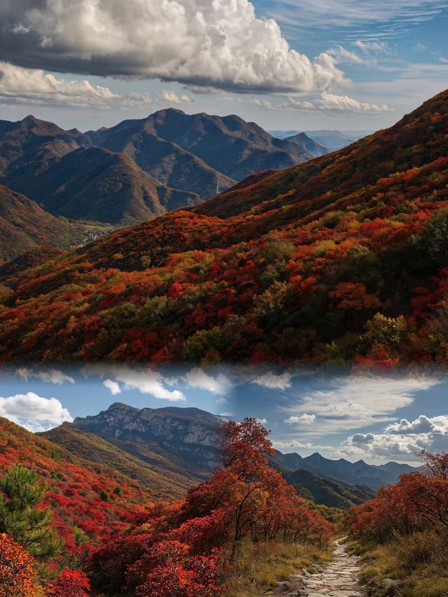 錯過等一年京郊紅葉棧道這裡已經達觀賞“巔峰”