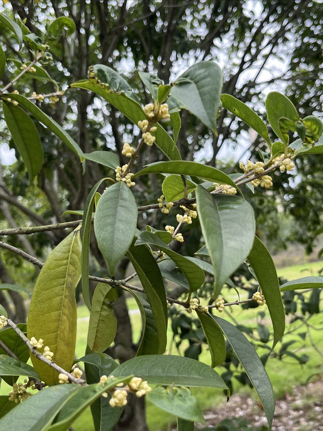 東沙湖生態公園
