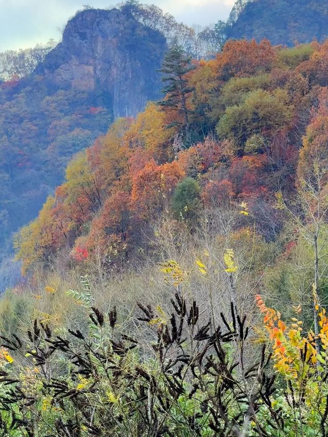 本溪楓葉「顏值巔峰」·【湖里畫家村】