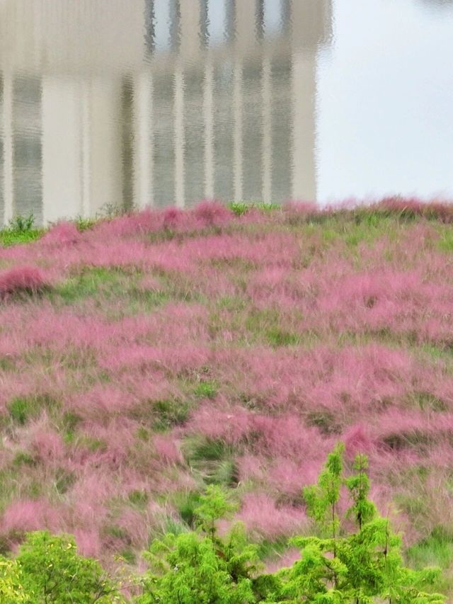 走進這片粉海，才算遇見秋