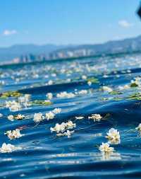 大理“水性楊花”盛放又美又仙