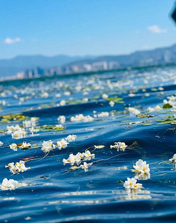 大理“水性楊花”盛放又美又仙