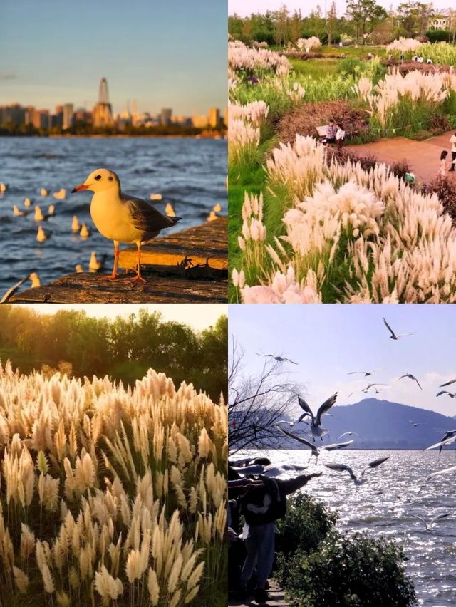 昆明隱藏玩法!海洪濕地2025保姆級攻略 昆明隱藏玩法!海洪濕地2025保姆級攻略