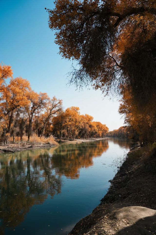 塔里木胡楊林國家森林公園一日遊攻略 塔里木胡楊林國家森林公園一日遊攻略