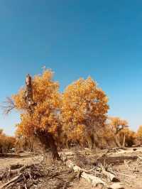 新疆胡楊林秘境解鎖