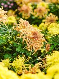 來武漢江灘賞菊吧