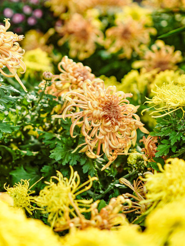 來武漢江灘賞菊吧