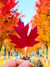 唐山人民公園賞楓攻略！市區10分鐘直達，紅葉紅成童話