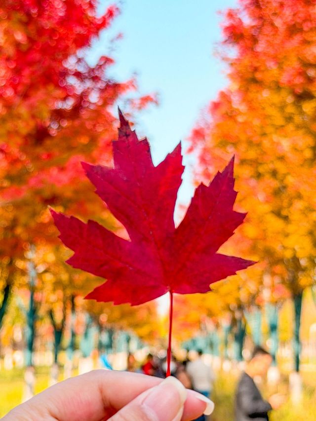 唐山人民公園賞楓攻略！市區10分鐘直達，紅葉紅成童話