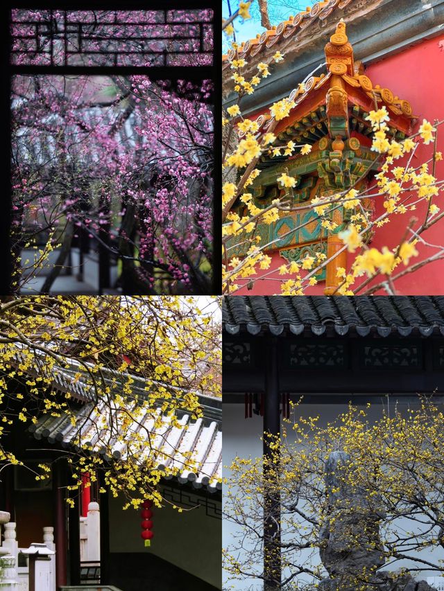 南京賞梅尋雪暴走攻略！12月錯過再等一年