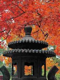 北京的香山紅葉紅了