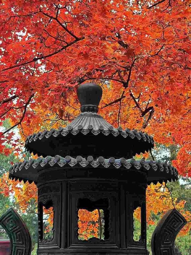 北京的香山紅葉紅了