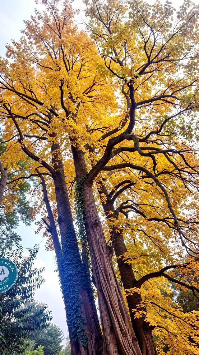 杭州臨安人少景美！指南村被我私藏了～江南版“喀納斯”超驚艷?