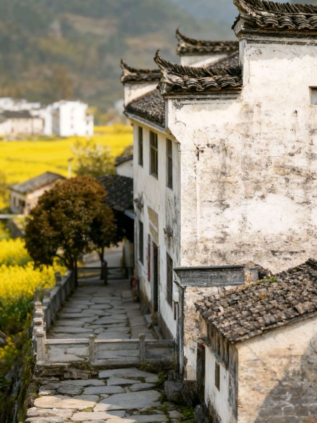 江西婺源：春到篁嶺曬秋忙，梯田花海與徽派古村撞出詩意