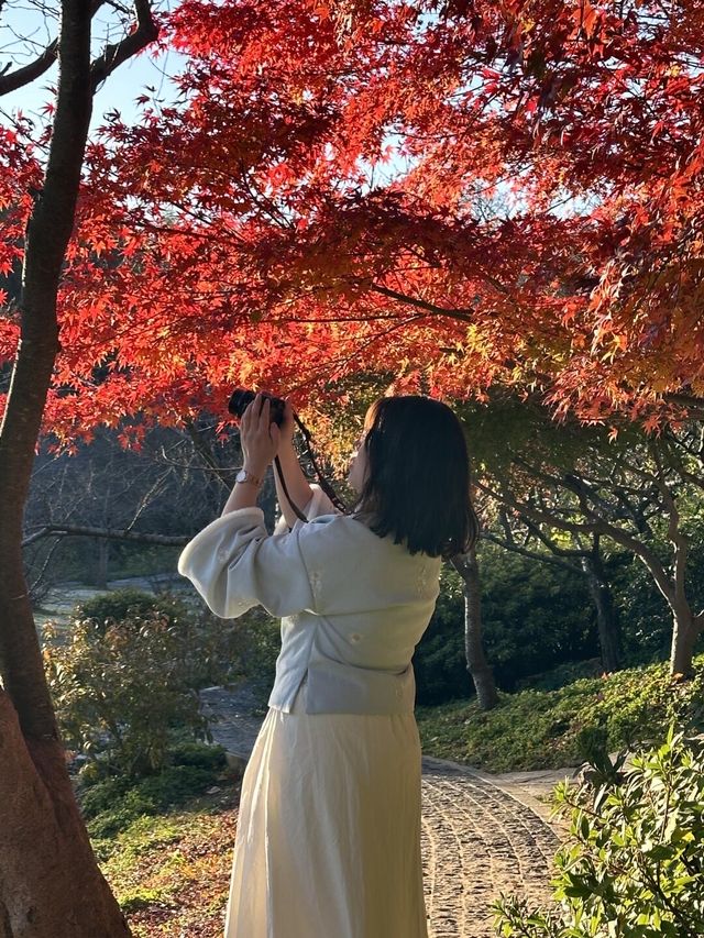 南京真的不顧人死活落羽杉比梧桐還要美