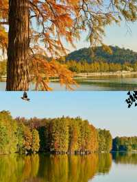 武漢東湖騎行封神!20km秋景路線,每一幀都美到窒息