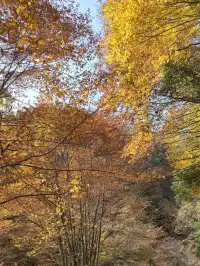 2025年11月16日廣元唐家河