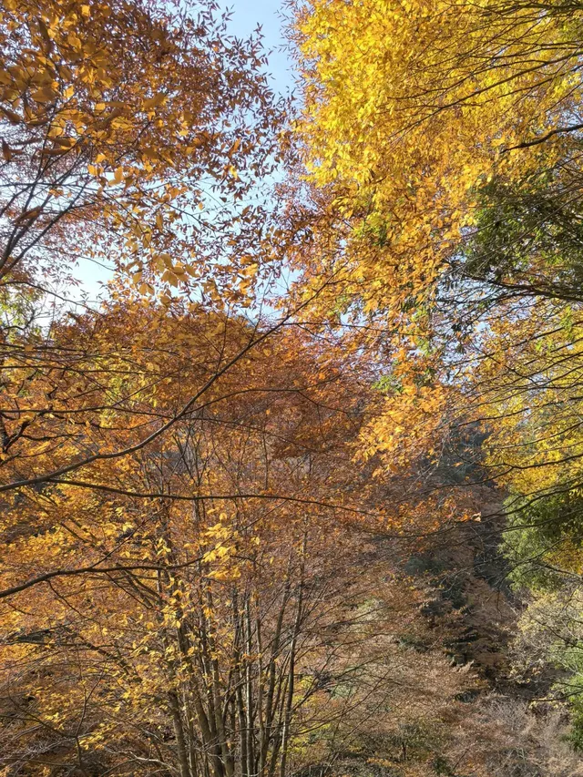 2025年11月16日廣元唐家河