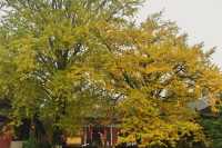 重慶璧山佛蔭寺｜銀杏金黃時的靜謐禪意