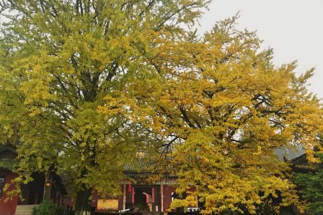 重慶璧山佛蔭寺｜銀杏金黃時的靜謐禪意