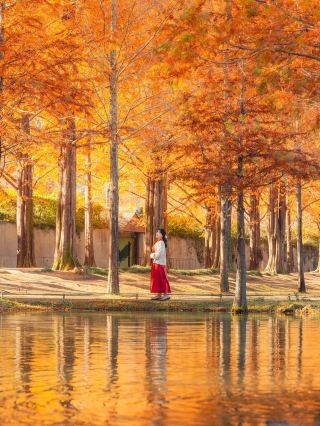 Сказочный осенний мир в Тамяне, Южная Корея: потрясающая Редвуд-роуд — место, которое обязательно нужно посетить.